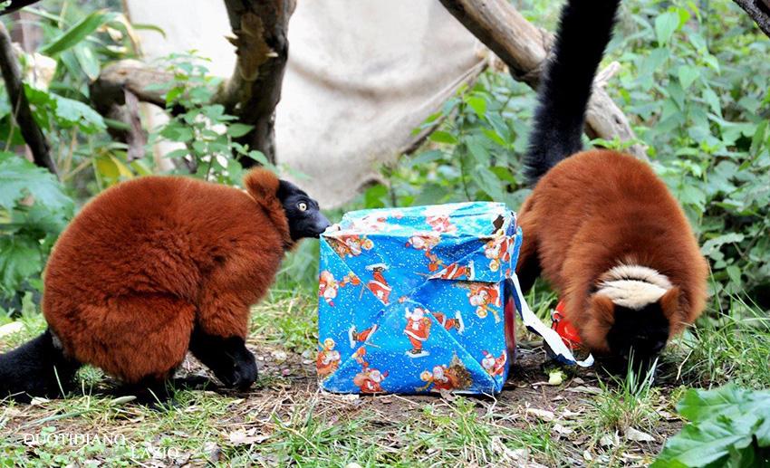 Immagini Natalizie Di Animali.Roma Festivita Natalizie Al Bioparco Di Roma Il Quotidiano Del Lazio