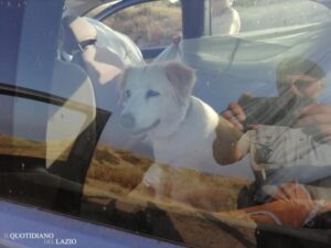cane lasciato chiuso in auto