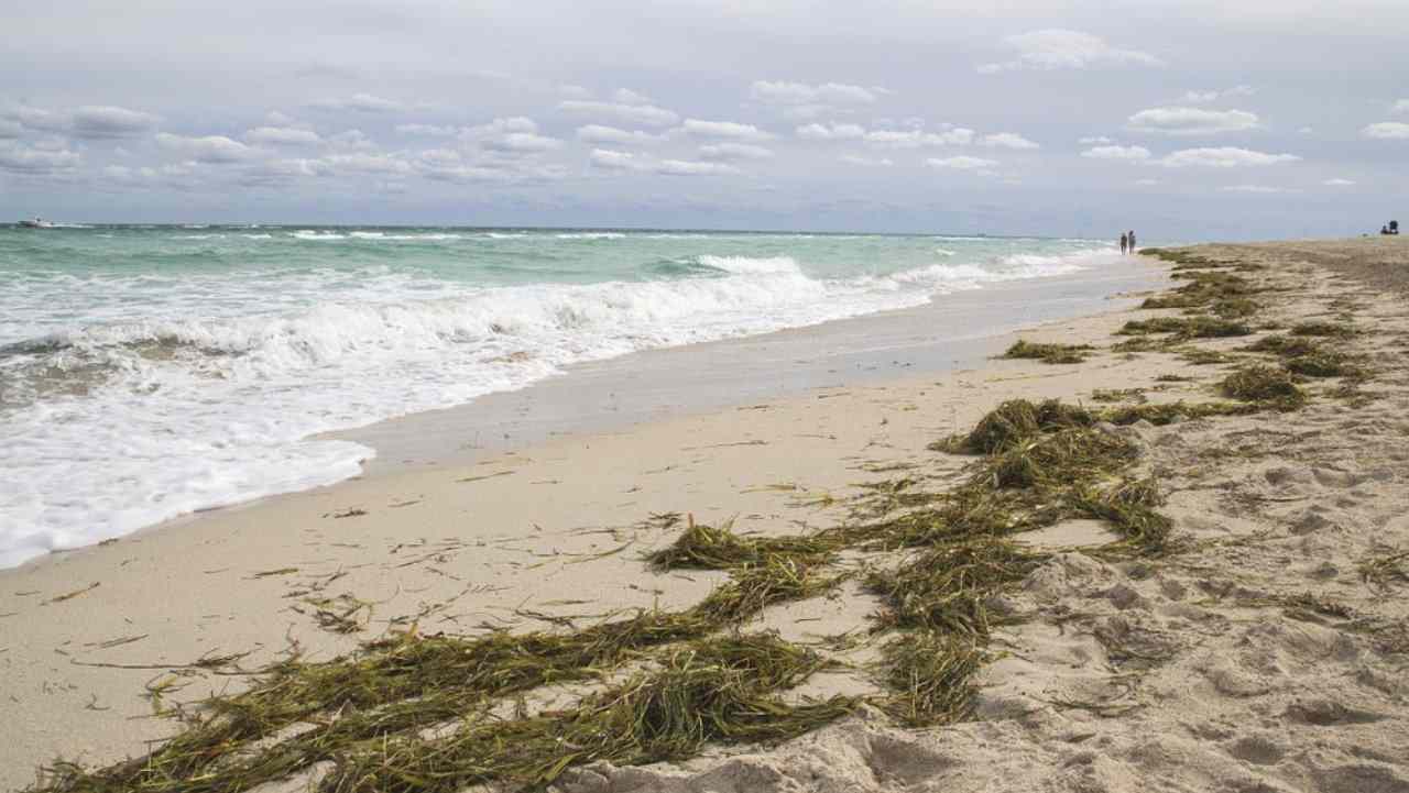 Spiaggia, alghe marine