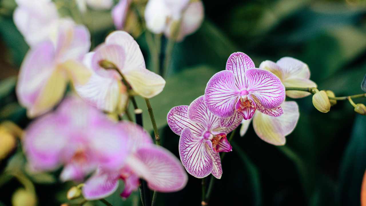 Con questa miscela salvi la tua orchidea