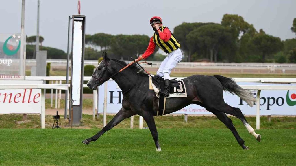 Concorso Ippico, fantino a cavallo che galoppa