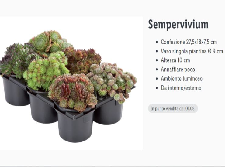 offerta LIDL 6 piante Sempervivium