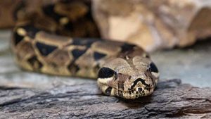 Serpente_pexels-borishamer-28281760