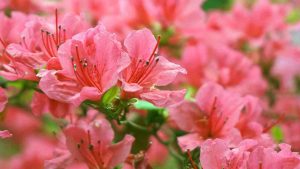 benefici dell'azalea