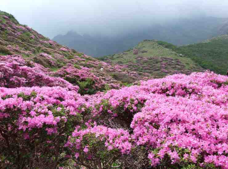 benefici dell'azalea