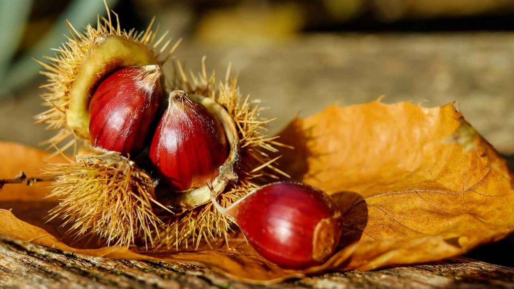 perché non dovresti mangiare le castagne