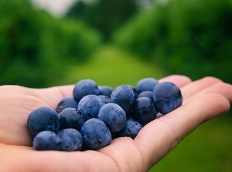 la prevenzione demenza senile grazie al cibo