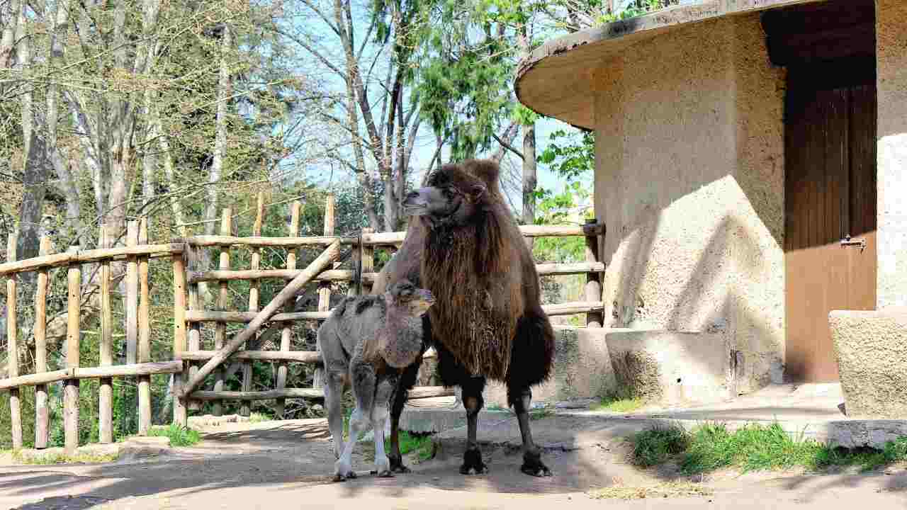 Cammello madre con cucciolo cammellino al Bioparco di Roma